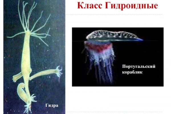 Что такое кракен тор