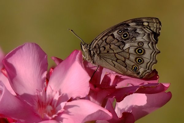Наркотики заказать